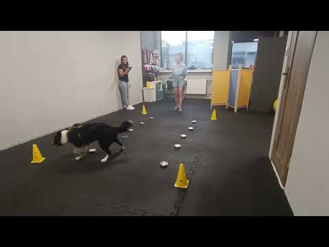 Nosework, Warszawa, 07.07.2023, testy zapachowe, Goździk, Małgorzata i Szajba