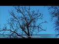 Spaziergang am Dienstag 7. Dezember 2021,  Tutti Dezember 1 music Glen Velez Breathing Rhythms.