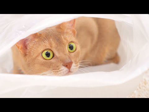 Why do Cats like Plastic bag house?ㅣDino cat