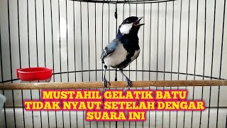 Download lagu KHUSUS PANCINGAN GELATIK BATU BAHAN OMBYOKAN DIJAMIN 1000% PASTI NYAUT‼️ mp3