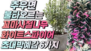 충격! 2022 미리보는 차세대 대박 식물 Top 4 (3부)