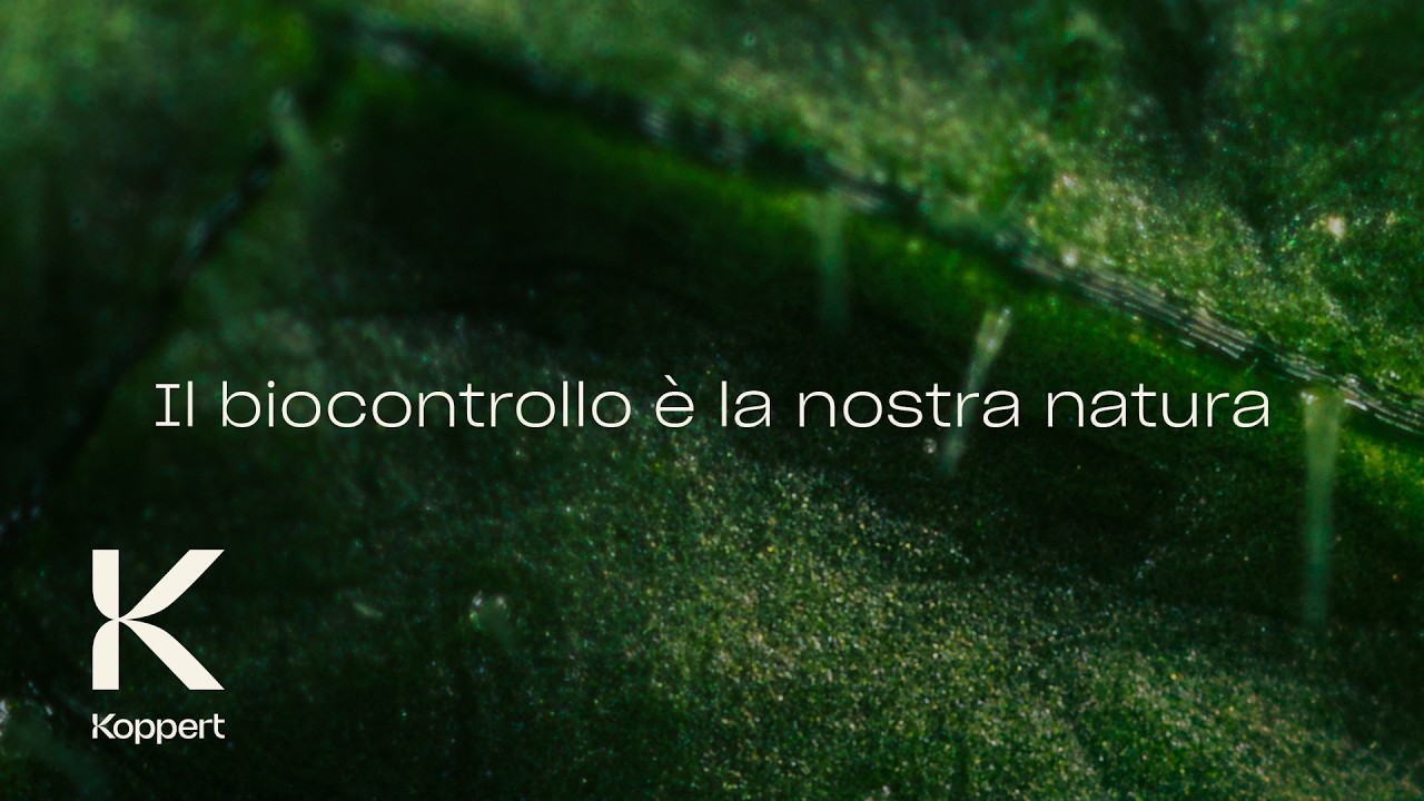 Video preview poster