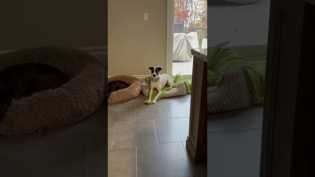 Zoe, a ADOPTABLE mixed breed in Windsor, ON video 6/6