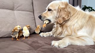 O que o golden retriever faz quando vê pintinhos pela primeira vez?