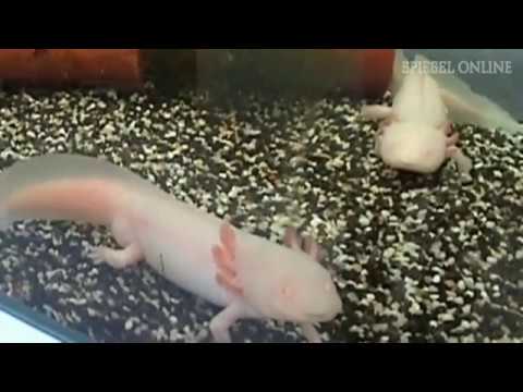 Axolotl - Schwanzlurche heilen Wunden - Spiegel TV