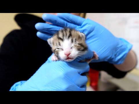 We rescued a momma cat with mastitis and her babies!