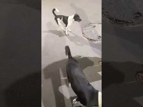 #injured Street dog #Street dogs