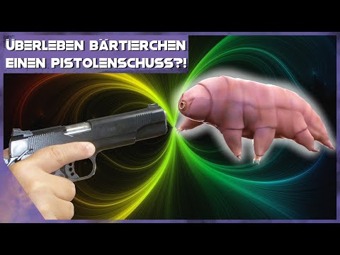 Sind Bärtierchen wirklich unsterblich? (Test mit Pistole)