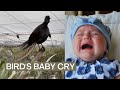 Incredible Bird Mimics a Baby's Cry