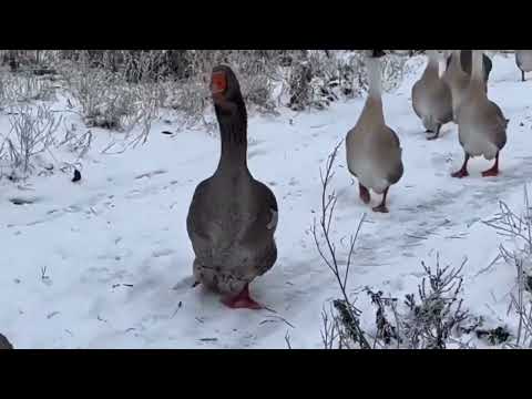 Песня 'Иконы плачут' (Сл. - Мария Нарожных, муз. - Андрей Шистка, исп.- Елена Филоненко)