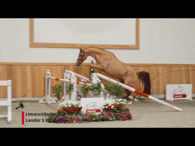 Limoncello NH Z