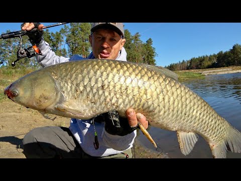 Ух и прет - катушка дымит! Зачётно прогулялся с спиннингом по берегу!