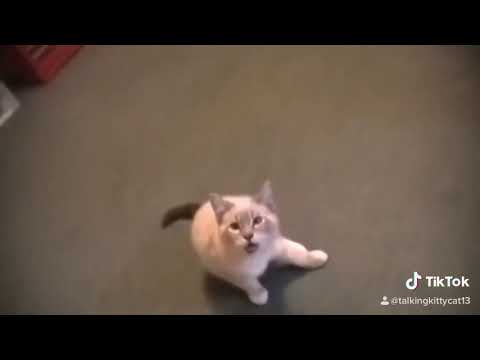 Talking Kitty Cat Learning To Speak Part 7