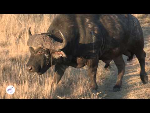 Face to Face with Africa’s Toughest Outcast: The Dagga Boy 🐃