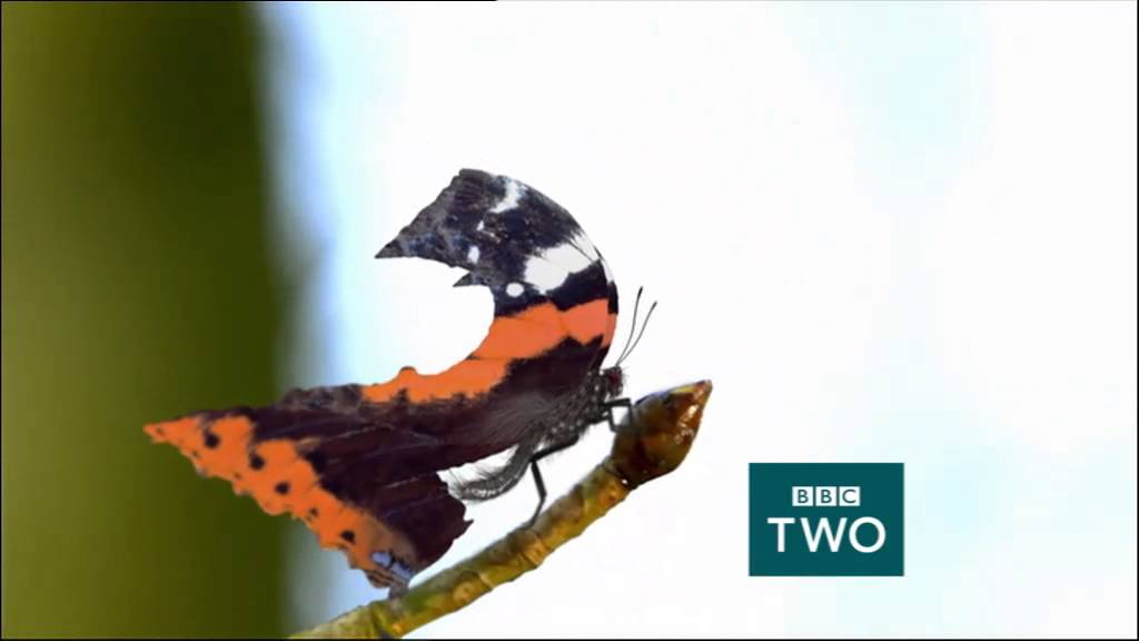 BBC Two - Springwatch Teaser (Butterfly)