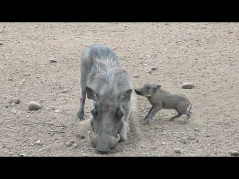 Hilarious! Mom and 4 baby warthogs stopped by the garden for some pellets...