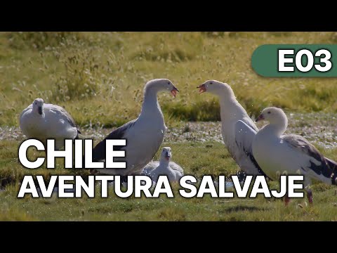 Chile - Un Viaje Salvaje - EP 3 | El Maravilloso Mundo Animal