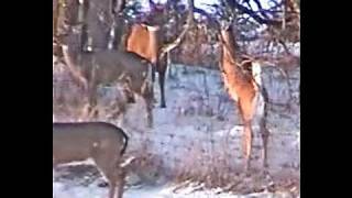 DEER FLY OVER HIGH FENCE, GOOD JUMPS, SHOTS PROTECT FAWN