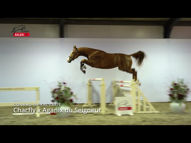 Jumping Movie Conrad de Kalvarie Z