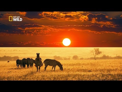 download lagu mp3 mp4 African Plains, download lagu African Plains gratis, unduh video klip Download African Plains Mp3 dan Mp4 Popular Gratis