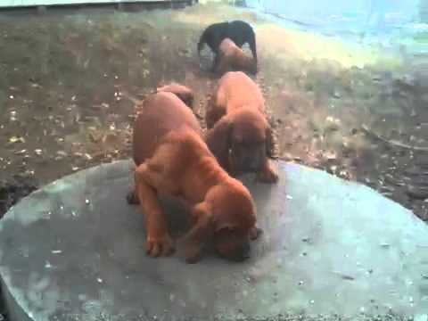 Timber Chopper Redbone Coonhounds