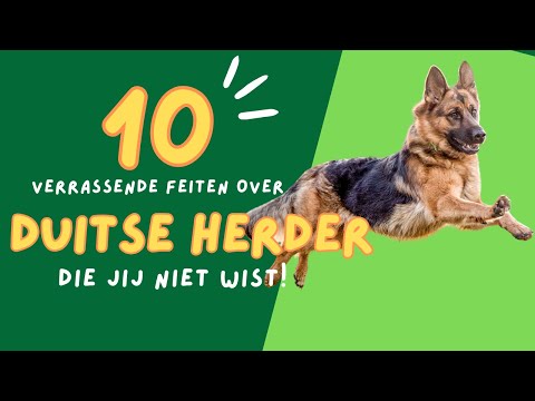 “Duitse Herder – 10 Feiten die je Moet Weten over deze Slimme Werkhond!”