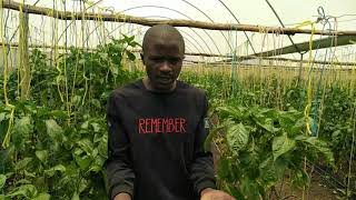 How powdery mildew can destroy your Greenhouse capsicum/pepper. farming #letsgrowtogether