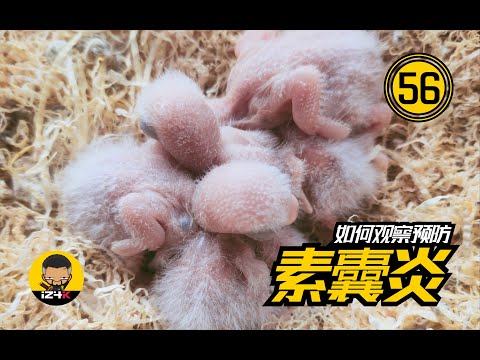 如何观察&预防素囊炎【#55】手养鹦鹉【疾病系列】雏鸟最常见的疾病之一~蒙古大夫说：观察很重要！ | 鹦鹉饲养 | 鹦鹉训练 |
