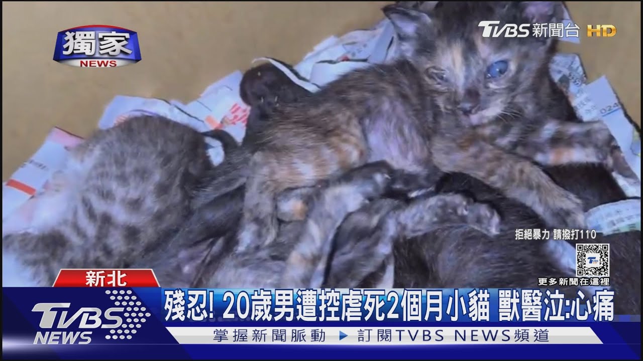 殘忍！20歲男遭控虐死2個月小貓　獸醫泣：心痛