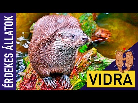 VIDRA | Állatok gyerekeknek | Ismeretterjesztő | Természetfilm | Magyar szókincs bővítése