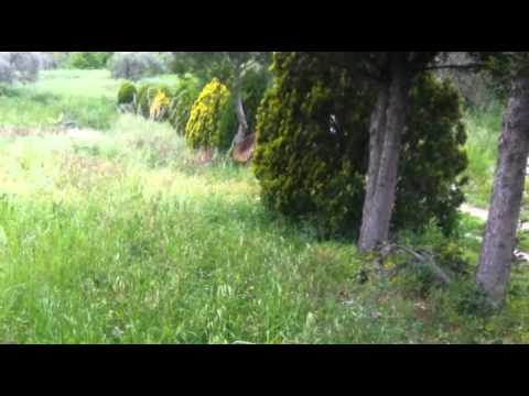 amir puledro arabo.avi