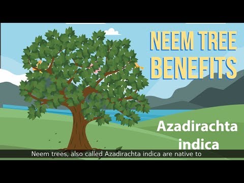 Neem Tree Benefits (Azadirachta Indica)