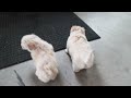 Maltipoo dogs for sale: Bella - Video 1
