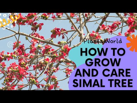 Simal Tree II sumbal ka darakht II Simbal Tree II سمبل کا درخت  II Bombax ceiba II Semal Tree