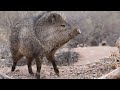 CASERIA DE PECARI DE COLLAR (Sajino, Taitetu chancho rosillo,) Chaco salteño