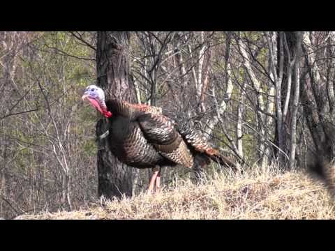 download lagu mp3 mp4 Turkey Gobble, download lagu Turkey Gobble gratis, unduh video klip Turkey Gobble