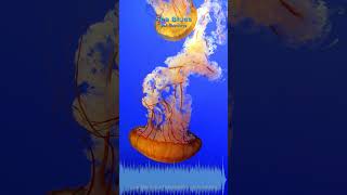 Miniature YouTube : Sea Blues | Ambiance Méditative & Apaisante par Soochrys