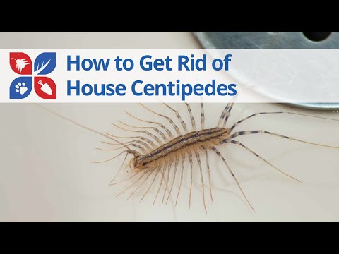  House Centipede Treatment Video 