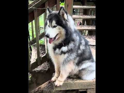 Bruno, an adoptable Husky & Alaskan Malamute Mix in Portland, OR_image-1