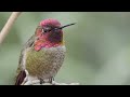 The Joy of Birdwatching - Bird Academy