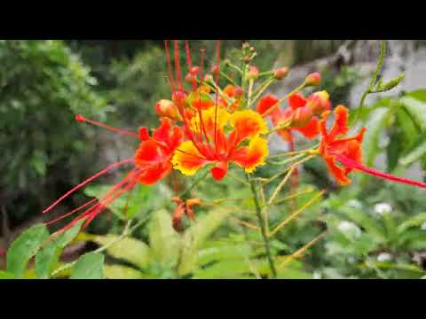 Shankasur#Orange#Shankasur Flowers#Garden#Flowers#