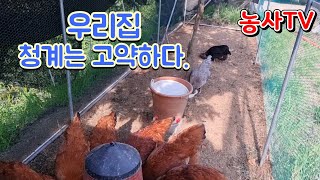 우리집  청계 성질 고약합니다. 청계가 토종닭 가스라이팅 하다 2022년 7월 6일 (농사TV)