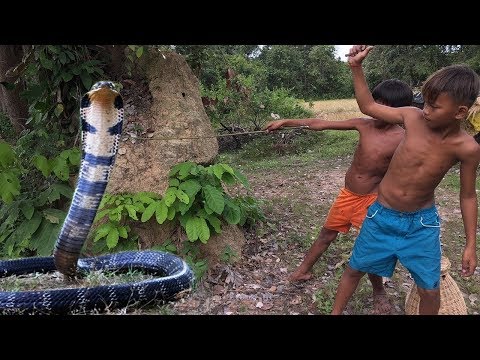Child Catch Big Snake - Amazing Snake Catch