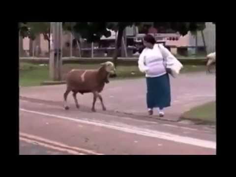 Kozioł z jajami !!! Extreme Goat