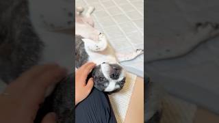 三日ぶりに再会したフレブルの反応がこちらです😂