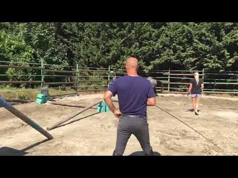 Mare 3yo Cornet Obolensky X Darco