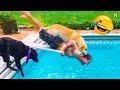 I dare you not to laugh at the FUNNIEST Animal Videos of 2024