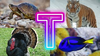 Animals And Birds Starting with T || Creatures Starting With T