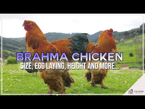Größe, Legeleistung, Höhe und mehr von Brahma-Hühnern…