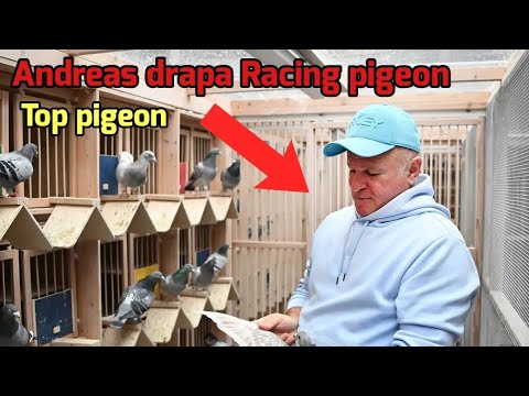 Andreas Drapa Racing Pigeon Auction – Top 3 Pigeons for Sale on Herbots!